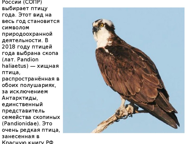 Ежегодно с 1996 г. Союз охраны птиц России (СОПР) выбирает птицу года. Этот вид на весь год становится символом природоохранной деятельности. В 2018 году птицей года выбрана скопа (лат. Pandion haliaetus) — хищная птица, распространённая в обоих полушариях, за исключением Антарктиды, единственный представитель семейства скопиных (Pandionidae). Это очень редкая птица, занесенная в Красную книгу РФ.  