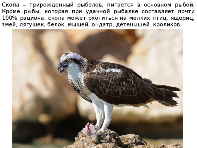 Скопа – прирожденный рыболов, питается в основном рыбой. Кроме рыбы, которая при удачной рыбалке составляет почти 100% рациона, скопа может охотиться на мелких птиц, ящериц, змей, лягушек, белок, мышей, ондатр, детенышей кроликов.  