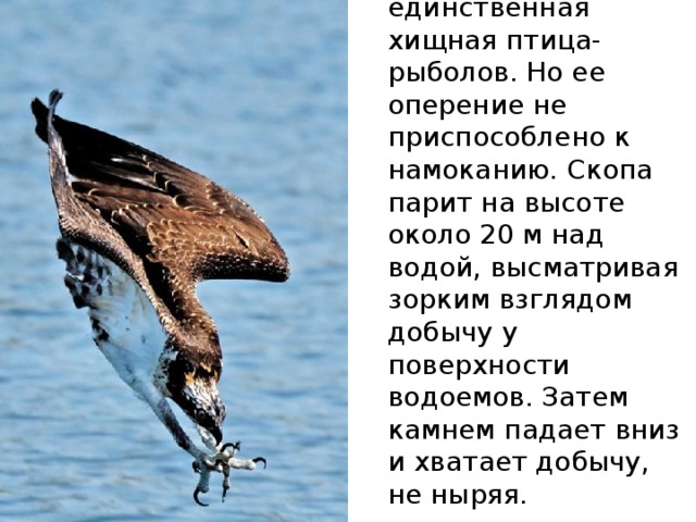 Скопа — это практически единственная хищная птица-рыболов. Но ее оперение не приспособлено к намоканию. Скопа парит на высоте около 20 м над водой, высматривая зорким взглядом добычу у поверхности водоемов. Затем камнем падает вниз и хватает добычу, не ныряя. 