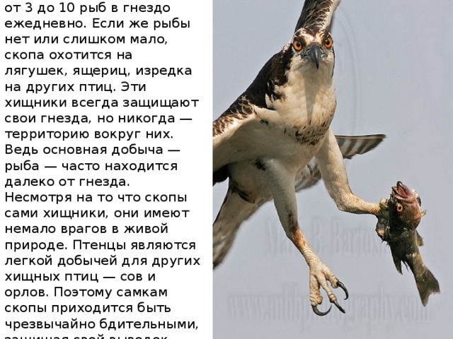 Взрослые особи приносят от 3 до 10 рыб в гнездо ежедневно. Если же рыбы нет или слишком мало, скопа охотится на лягушек, ящериц, изредка на других птиц. Эти хищники всегда защищают свои гнезда, но никогда — территорию вокруг них. Ведь основная добыча — рыба — часто находится далеко от гнезда. Несмотря на то что скопы сами хищники, они имеют немало врагов в живой природе. Птенцы являются легкой добычей для других хищных птиц — сов и орлов. Поэтому самкам скопы приходится быть чрезвычайно бдительными, защищая свой выводок. 