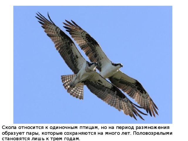 Скопа относится к одиночным птицам, но на период размножения образует пары, которые сохраняются на много лет. Половозрелыми становятся лишь к трем годам. 