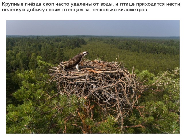 Крупные гнёзда скоп часто удалены от воды, и птице приходится нести нелёгкую добычу своим птенцам за несколько километров. 