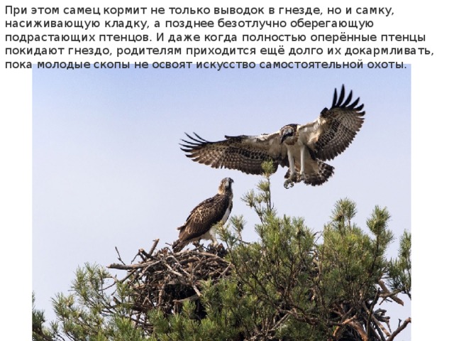 При этом самец кормит не только выводок в гнезде, но и самку, насиживающую кладку, а позднее безотлучно оберегающую подрастающих птенцов. И даже когда полностью оперённые птенцы покидают гнездо, родителям приходится ещё долго их докармливать, пока молодые скопы не освоят искусство самостоятельной охоты . 