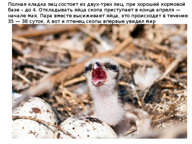 Полная кладка яиц состоит из двух-трех яиц, при хорошей кормовой базе – до 4. Откладывать яйца скопа приступает в конце апреля — начале мая. Пара вместе высиживает яйца, это происходит в течение 35 — 38 суток. А вот и птенец скопы впервые увидел мир 