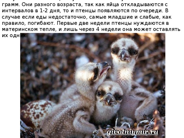 Вылупившиеся птенцы опушенные белым пухом и весят 60 грамм. Они разного возраста, так как яйца откладываются с интервалов в 1-2 дня, то и птенцы появляются по очереди. В случае если еды недостаточно, самые младшие и слабые, как правило, погибают. Первые две недели птенцы нуждаются в материнском тепле, и лишь через 4 недели она может оставлять их одних.   