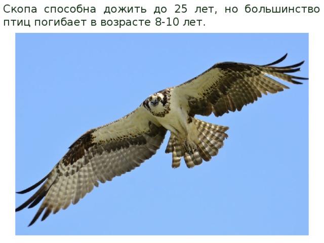 Скопа способна дожить до 25 лет, но большинство птиц погибает в возрасте 8-10 лет. 