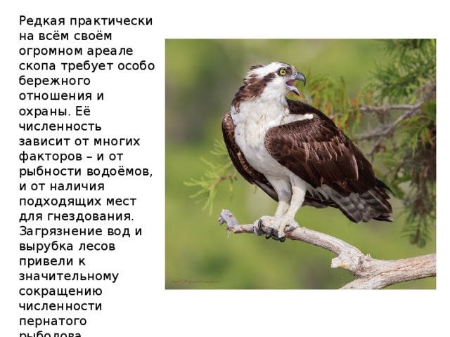 Редкая практически на всём своём огромном ареале скопа требует особо бережного отношения и охраны. Её численность зависит от многих факторов – и от рыбности водоёмов, и от наличия подходящих мест для гнездования. Загрязнение вод и вырубка лесов привели к значительному сокращению численности пернатого рыболова. Излишнее беспокойство со стороны человека также является для скопы определяющим ограничивающим фактором. 