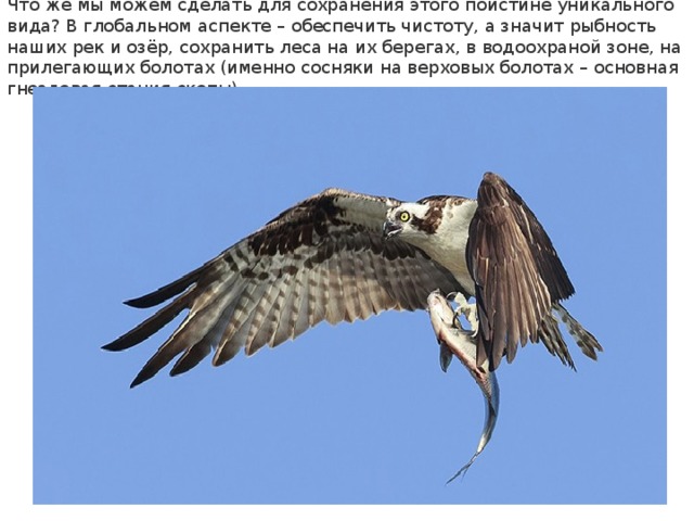 Что же мы можем сделать для сохранения этого поистине уникального вида? В глобальном аспекте – обеспечить чистоту, а значит рыбность наших рек и озёр, сохранить леса на их берегах, в водоохраной зоне, на прилегающих болотах (именно сосняки на верховых болотах – основная гнездовая стация скопы). 