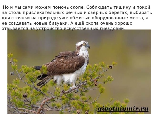  Но и мы сами можем помочь скопе. Соблюдать тишину и покой на столь привлекательных речных и озёрных берегах, выбирать для стоянки на природе уже обжитые оборудованные места, а не создавать новые бивуаки. А ещё скопа очень хорошо отзывается на устройство искусственных гнездовий. 