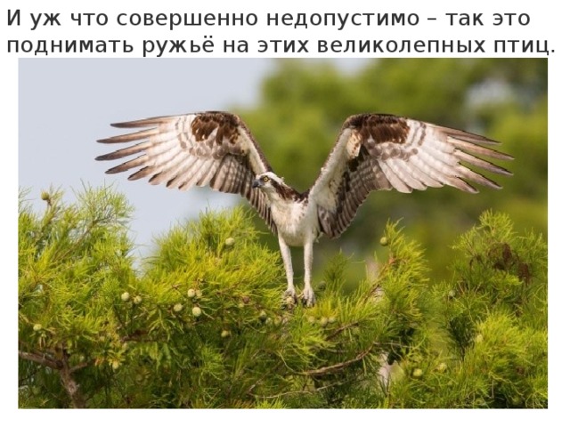 И уж что совершенно недопустимо – так это поднимать ружьё на этих великолепных птиц. 