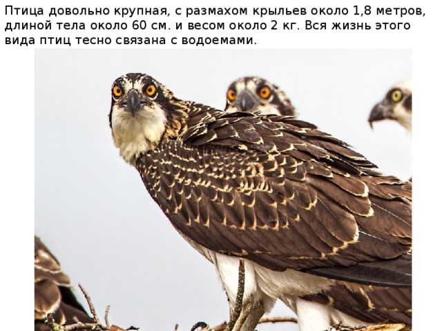 Птица довольно крупная, с размахом крыльев около 1,8 метров, длиной тела около 60 см. и весом около 2 кг. Вся жизнь этого вида птиц тесно связана с водоемами. 