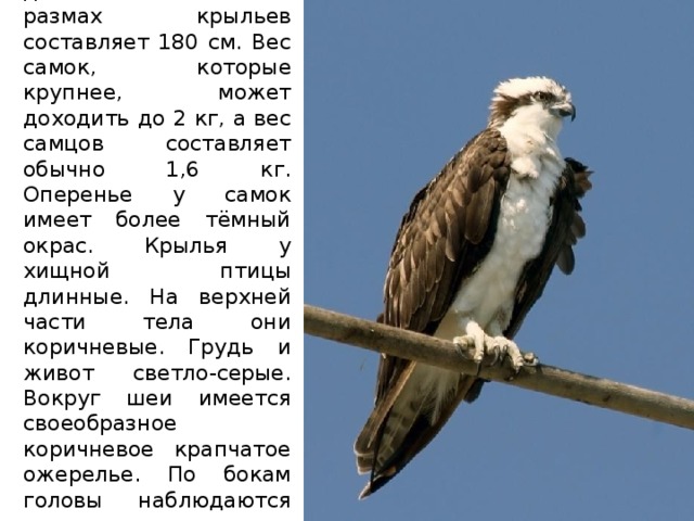 В длину скопа достигает 60 см, а размах крыльев составляет 180 см. Вес самок, которые крупнее, может доходить до 2 кг, а вес самцов составляет обычно 1,6 кг. Оперенье у самок имеет более тёмный окрас. Крылья у хищной птицы длинные. На верхней части тела они коричневые. Грудь и живот светло-серые. Вокруг шеи имеется своеобразное коричневое крапчатое ожерелье. По бокам головы наблюдаются коричневые полоски. Лапы и клюв чёрные. 