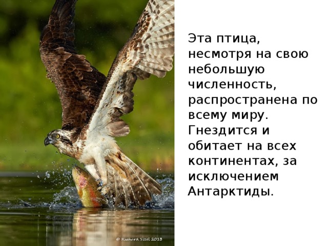 Эта птица, несмотря на свою небольшую численность, распространена по всему миру. Гнездится и обитает на всех континентах, за исключением Антарктиды. 