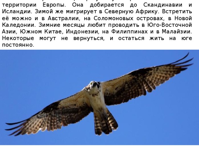 В летнее время птица присутствует практически на всей территории Европы. Она добирается до Скандинавии и Исландии. Зимой же мигрирует в Северную Африку. Встретить её можно и в Австралии, на Соломоновых островах, в Новой Каледонии. Зимние месяцы любит проводить в Юго-Восточной Азии, Южном Китае, Индонезии, на Филиппинах и в Малайзии. Некоторые могут не вернуться, и остаться жить на юге постоянно. 