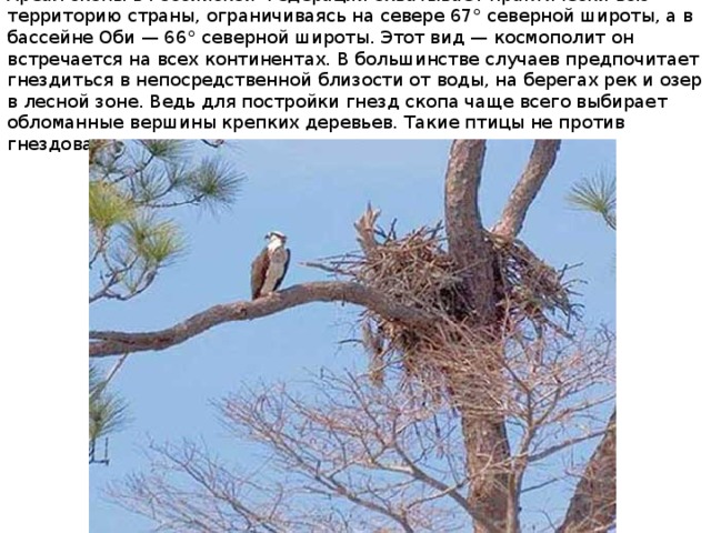 Ареал скопы в Российской Федерации охватывает практически всю территорию страны, ограничиваясь на севере 67° северной широты, а в бассейне Оби — 66° северной широты. Этот вид — космополит он встречается на всех континентах. В большинстве случаев предпочитает гнездиться в непосредственной близости от воды, на берегах рек и озер в лесной зоне. Ведь для постройки гнезд скопа чаще всего выбирает обломанные вершины крепких деревьев. Такие птицы не против гнездования и по соседству с человеком. 