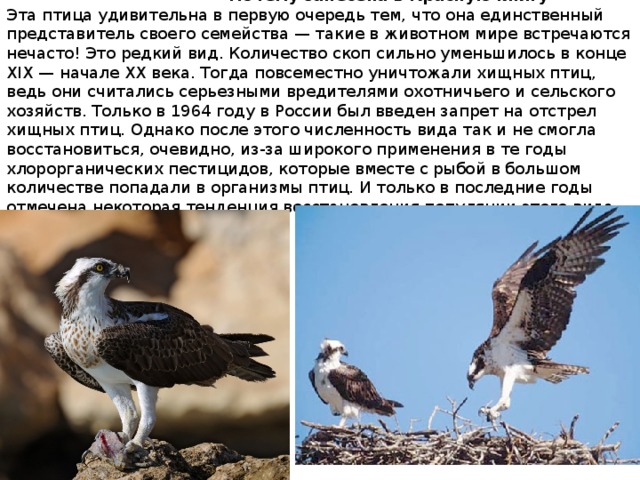  Почему занесена в Красную книгу Эта птица удивительна в первую очередь тем, что она единственный представитель своего семейства — такие в животном мире встречаются нечасто! Это редкий вид. Количество скоп сильно уменьшилось в конце XIX — начале XX века. Тогда повсеместно уничтожали хищных птиц, ведь они считались серьезными вредителями охотничьего и сельского хозяйств. Только в 1964 году в России был введен запрет на отстрел хищных птиц. Однако после этого численность вида так и не смогла восстановиться, очевидно, из-за широкого применения в те годы хлорорганических пестицидов, которые вместе с рыбой в большом количестве попадали в организмы птиц. И только в последние годы отмечена некоторая тенденция восстановления популяции этого вида. 