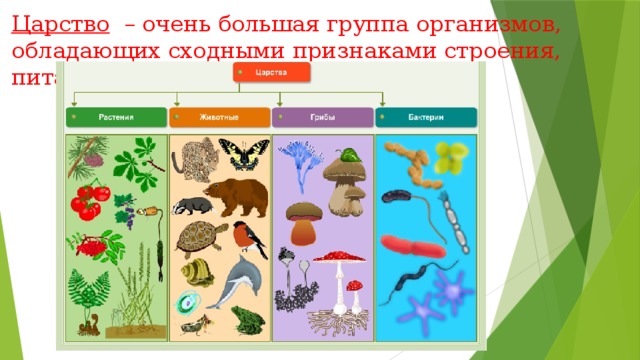 Царство – очень большая группа организмов, обладающих сходными признаками строения, питания и жизни в природе. 