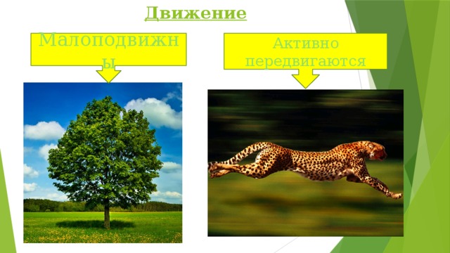 Движение Малоподвижны Активно передвигаются 