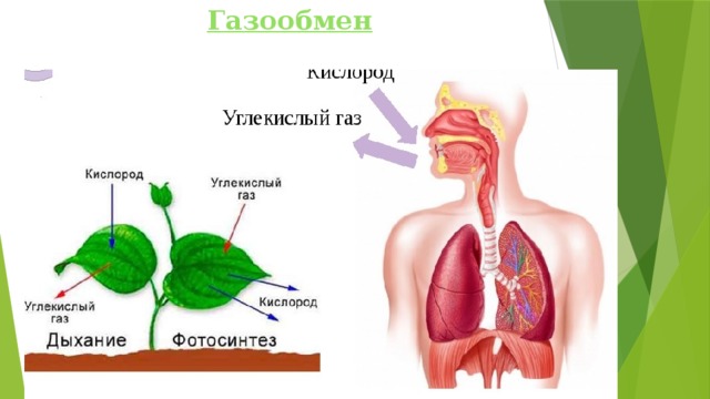 Газообмен   