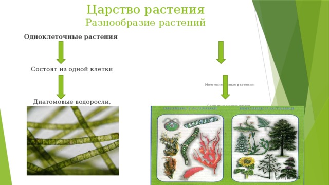 Царство растения  Разнообразие растений Многоклеточные растения Одноклеточные растения Состоят из одной клетки Состоят из многих клеток Диатомовые водоросли, хлореллы Низшие и высшие растения 