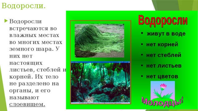Водоросли.   Водоросли встречаются во влажных местах во многих местах земного шара. У них нет настоящих листьев, стеблей и корней. Их тело не разделено на органы, и его называют слоевищем. 