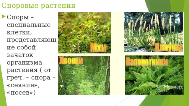 Споровые растения Споры – специальные клетки, представляющие собой зачаток организма растения ( от греч. – спора – «сеяние», «посев») 
