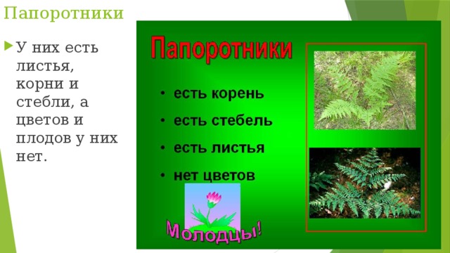 Папоротники У них есть листья, корни и стебли, а цветов и плодов у них нет. 