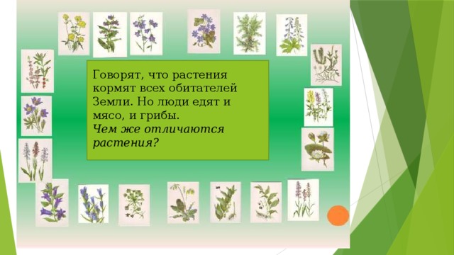 Говорят, что растения кормят всех обитателей Земли. Но люди едят и мясо, и грибы. Чем же отличаются растения? 