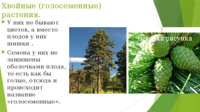 Хвойные (голосеменные) растения.   У них не бывают цветов, а вместо плодов у них шишки . Семена у них не защищены оболочками плода, то есть как бы голые, отсюда и происходит название «голосеменные». 