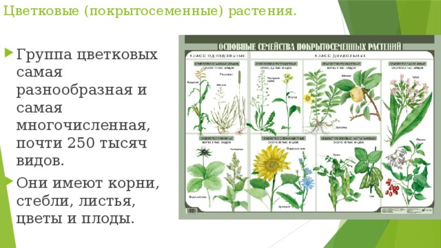 Цветковые (покрытосеменные) растения.   Группа цветковых самая разнообразная и самая многочисленная, почти 250 тысяч видов. Они имеют корни, стебли, листья, цветы и плоды. 