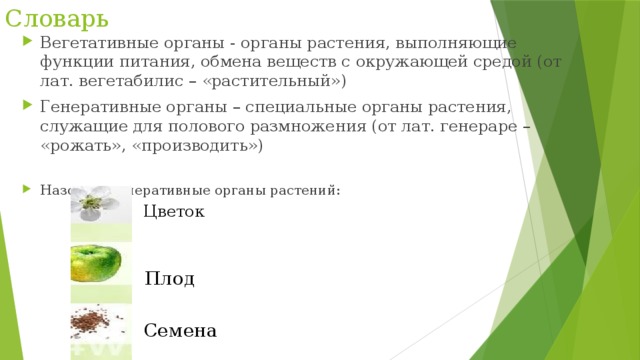 Словарь Вегетативные органы - органы растения, выполняющие функции питания, обмена веществ с окружающей средой (от лат. вегетабилис – «растительный») Генеративные органы – специальные органы растения, служащие для полового размножения (от лат. генераре – «рожать», «производить») Назовите генеративные органы растений: Цветок Плод Семена 