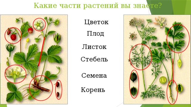 Какие части растений вы знаете? Цветок Плод Листок Стебель Семена Корень 
