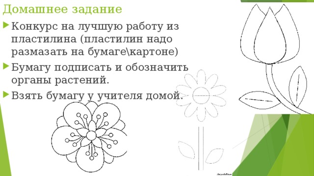 Домашнее задание Конкурс на лучшую работу из пластилина (пластилин надо размазать на бумаге\картоне) Бумагу подписать и обозначить органы растений. Взять бумагу у учителя домой. 