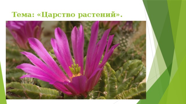 Тема: «Царство растений». 