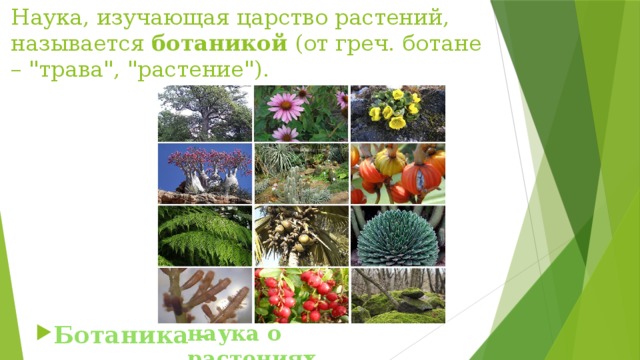 Наука, изучающая царство растений, называется ботаникой (от греч. ботане – 
