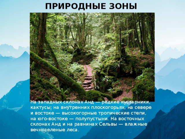 ПРИРОДНЫЕ ЗОНЫ На западных склонах Анд — редкие кустарники, кактусы; на внутренних плоскогорьях, на севере и востоке — высокогорные тропические степи, на юго-востоке — полупустыни. На восточных склонах Анд и на равнинах Сельвы — влажные вечнозеленые леса. 
