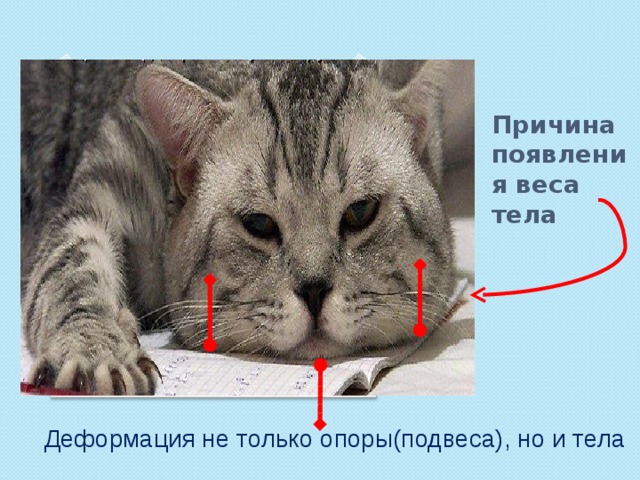 Причина появления веса тела Деформация не только опоры(подвеса), но и тела 