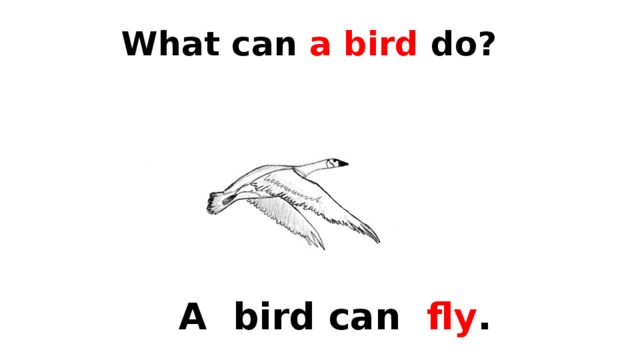 What can a bird do?  A bird can  fly . 