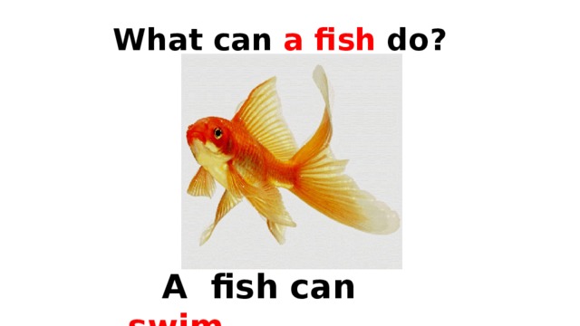 What can a fish do?  A fish can  swim . 