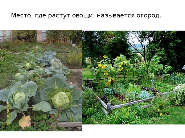 Место, где растут овощи, называется огород. 