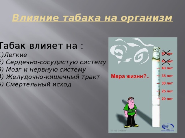 Влияние табака на организм  Табак влияет на : 1)Легкие 2) Сердечно-сосудистую систему 3) Мозг и нервную систему 4) Желудочно-кишечный тракт 5) Смертельный исход   