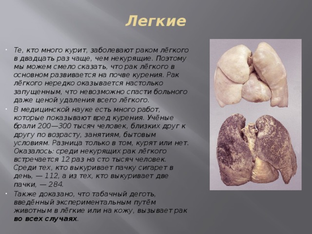 Легкие   Те, кто много курит, заболевают раком лёгкого в двадцать раз чаще, чем некурящие. Поэтому мы можем смело сказать, что рак лёгкого в основном развивается на почве курения. Рак лёгкого нередко оказывается настолько запущенным, что невозможно спасти больного даже ценой удаления всего лёгкого. В медицинской науке есть много работ, которые показывают вред курения. Учёные брали 200—300 тысяч человек, близких друг к другу по возрасту, занятиям, бытовым условиям. Разница только в том, курят или нет. Оказалось: среди некурящих рак лёгкого встречается 12 раз на сто тысяч человек. Среди тех, кто выкуривает пачку сигарет в день, — 112, а из тех, кто выкуривает две пачки, — 284. Также доказано, что табачный деготь, введённый экспериментальным путём животным в лёгкие или на кожу, вызывает рак во всех случаях . 