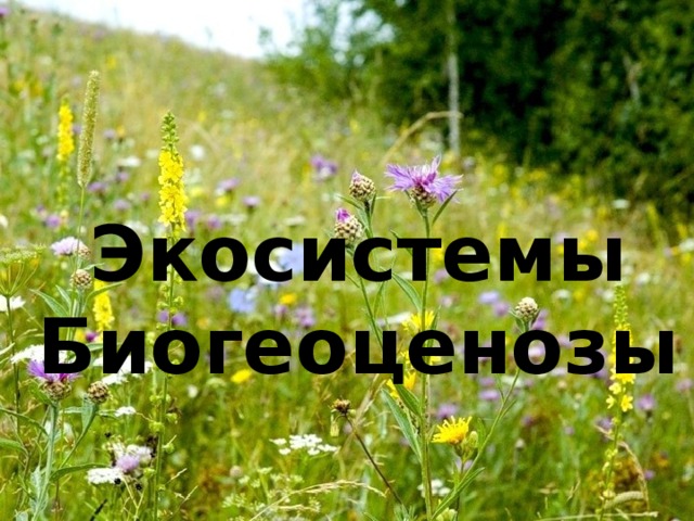Экосистемы Биогеоценозы 