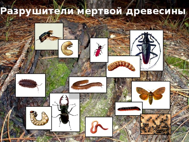 Разрушители мертвой древесины 
