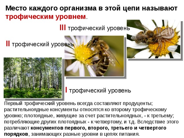 Место каждого организма в этой цепи называют трофическим уровнем . III трофический уровень II трофический уровень I трофический уровень Первый трофический уровень всегда составляют продуценты; растительноядные консументы относятся ко второму трофическому уровню; плотоядные, живущие за счет растительноядных, - к третьему; потребляющие других плотоядных - к четвертому, и т.д. Вследствие этого различают консументов первого, второго, третьего и четвертого порядков , занимающих разные уровни в цепях питания. 