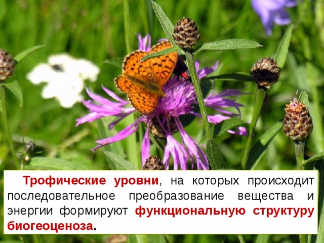 Трофические уровни , на которых происходит последовательное преобразование вещества и энергии формируют функциональную структуру биогеоценоза . 