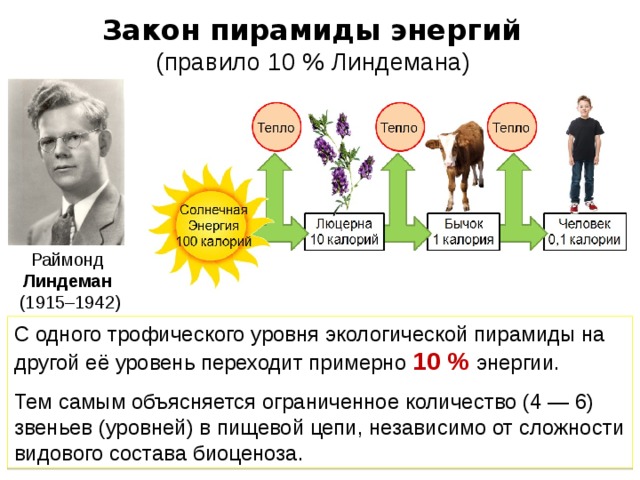 Закон пирамиды энергий (правило 10 % Линдемана) Раймонд Линдеман  (1915–1942) С одного трофического уровня экологической пирамиды на другой её уровень переходит примерно 10 % энергии. Тем самым объясняется ограниченное количество (4 — 6) звеньев (уровней) в пищевой цепи, независимо от сложности видового состава биоценоза. 