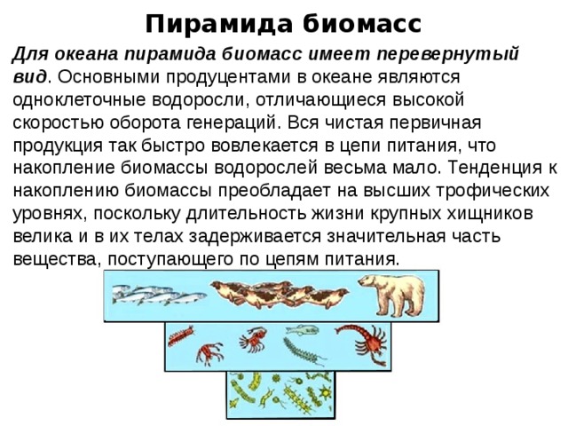 Пирамида биомасс Для океана пирамида биомасс имеет перевернутый вид . Основными продуцентами в океане являются одноклеточные водоросли, отличающиеся высокой скоростью оборота генераций. Вся чистая первичная продукция так быстро вовлекается в цепи питания, что накопление биомассы водорослей весьма мало. Тенденция к накоплению биомассы преобладает на высших трофических уровнях, поскольку длительность жизни крупных хищников велика и в их телах задерживается значительная часть вещества, поступающего по цепям питания. 