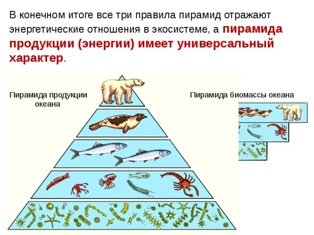 В конечном итоге все три правила пирамид отражают энергетические отношения в экосистеме, а пирамида продукции (энергии) имеет универсальный характер . Пирамида продукции Пирамида биомассы океана океана 