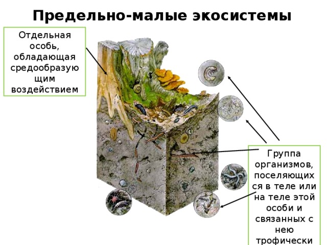 Предельно-малые экосистемы Отдельная особь, обладающая средообразующим воздействием Группа организмов, поселяющихся в теле или на теле этой особи и связанных с нею трофически или топически 